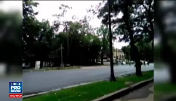 Scandal in jurul copacilor taiati in Capitala. Autoritatile spun ca erau uscati 100%, aparatorii mediului le contrazic