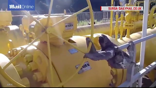 Un lenes din Peru s-a agatat de maneta unei conducte de gaz. Muncitorii au inceput sa filmeze scenele amuzante