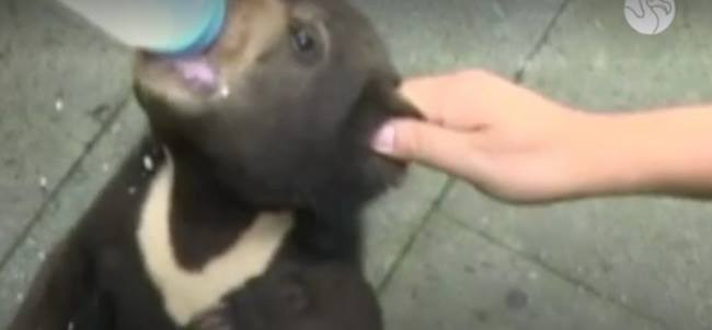 Un barbat din China a adoptat un caine, dar si-a dat seama ca era un alt animal! Ce soc a avut cand si-a dat seama