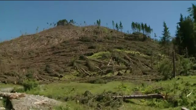 Furtuna care apare "o data la 10 ani" a distrus o padure de 600 de hectare. Pagube de zeci de milioane de euro