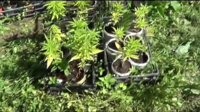 O retea de cultivatori de canabis, anihilata de DIICOT. Descoperirea facuta de politisti in locuintele suspectilor