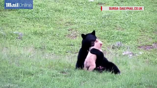 O joaca intre o ursoaica din Canada si puiul ei a facut furori pe internet