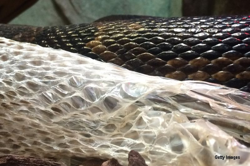 Groaza traita de o mama din Marea Britanie cand a gasit pielea unui sarpe in sufragerie. "Era sa fac atac de cord"