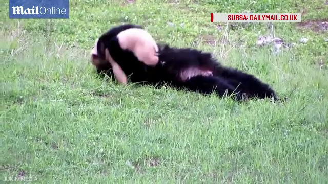 ursoaica alaturi de pui