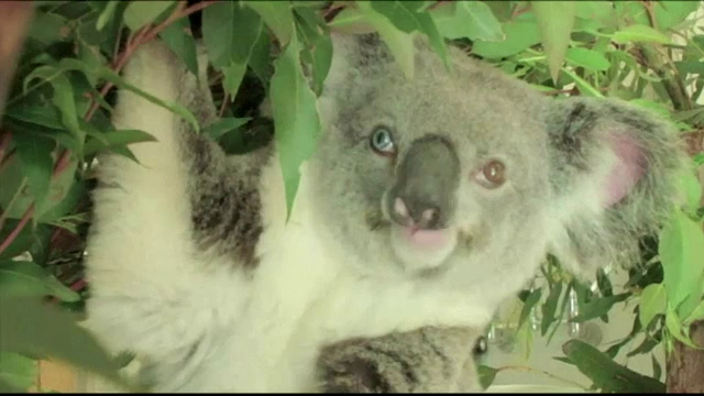 Un urs koala cu un ochi albastru si unul caprui a fost lovit de un camion. Ce nume a primit de la medicii care l-au tratat