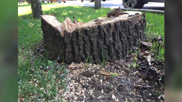 Acuzatii grave dupa "macelul" copacilor din Kiseleff si Cismigiu. ADP a recunoscut ca nu a avut avizul Ministerului Culturii