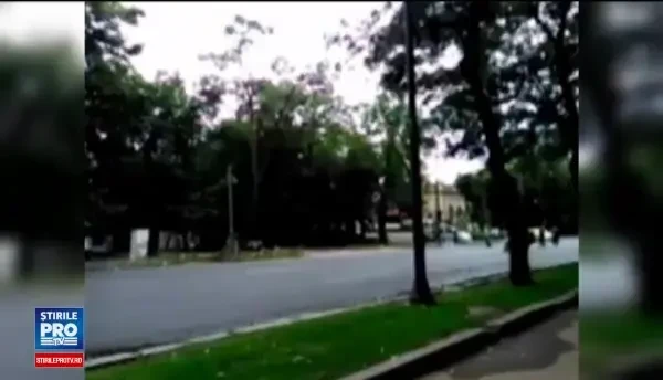 Acuzatii grave dupa macelul copacilor din Kiseleff si Cismigiu. ADP a recunoscut ca nu a avut avizul Ministerului Culturii