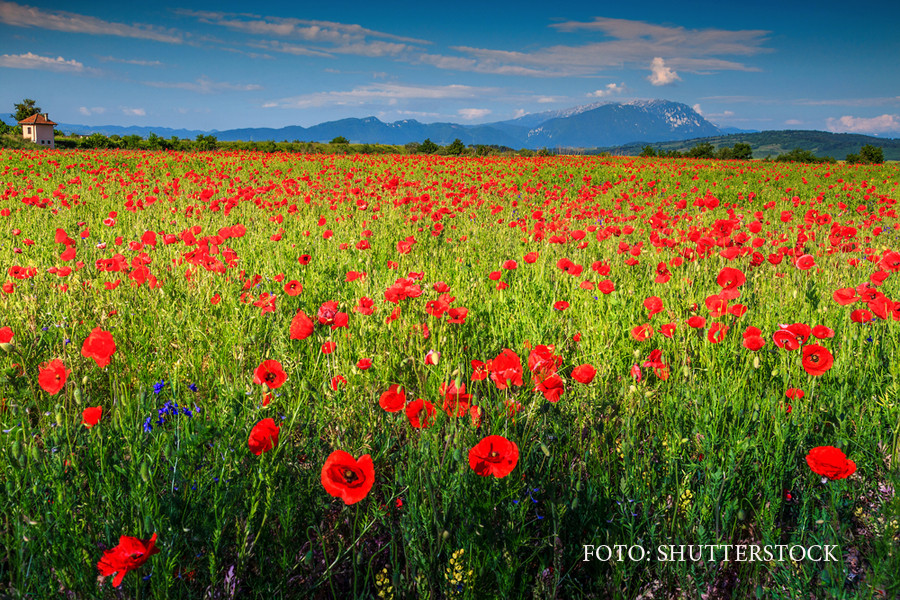 Canicula in sud-est, ploi torentiale in restul tarii. Regiunile unde vor fi vijelii si chiar grindina