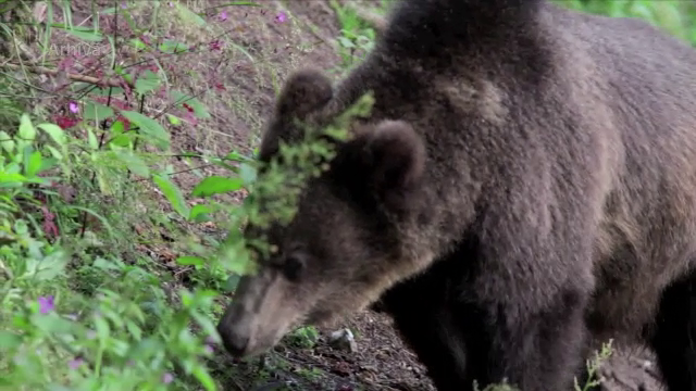 Specialistii cer aprobare pentru a-l omori pe ursul care a atacat o persoana in Brasov. "Este foarte periculos"