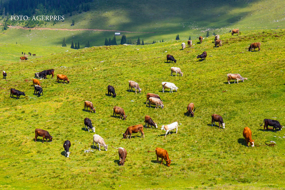 Ploi torentiale in vestul tarii, canicula in est. Ce se intampla pe Litoral si la munte