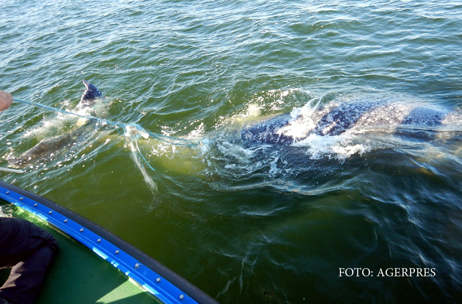 Motivul pentru care o balena a incercat sa le atraga atentia turistilor din Australia. Autoritatile au intrat in alerta