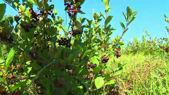 aronia