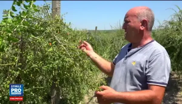 Romanii care au dat lovitura cu o investitie de 50 de lei isi vand marfa pe pietele exotice: M-a sunat Miguel, din Peru