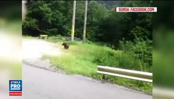 Imagini uimitoare, surprinse pe Transfagarasan. O femeie cu un copil in brate, filmata in timp ce hranea doi pui de urs