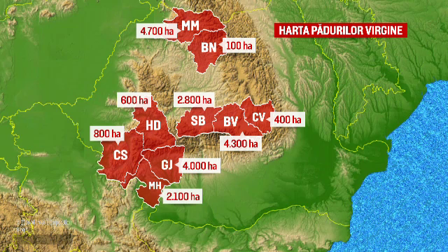 Romania are cele mai mari suprafete de paduri virgine din Europa. Planul autoritatilor pentru a le salva