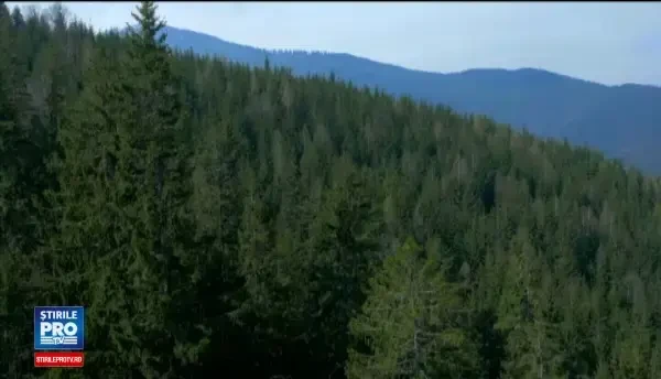 Romania are cele mai mari suprafete de paduri virgine din Europa. Planul autoritatilor pentru a le salva