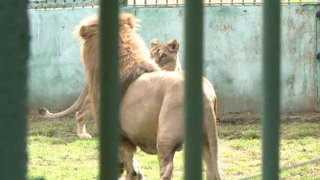 saptamana modei de la Sibiu