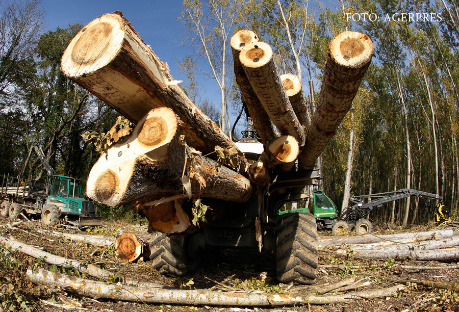iLikeIT. Inspectorul Padurilor, aplicatia de smartphone care ar putea sa salveze codrii Romaniei. Cum se foloseste