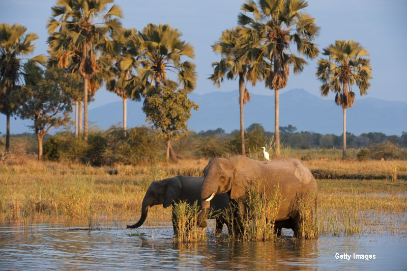 500 de elefanti din parcurile naturale din Malawi, mutati pentru a fi salvati de braconieri. Unde vor ajunge animalele