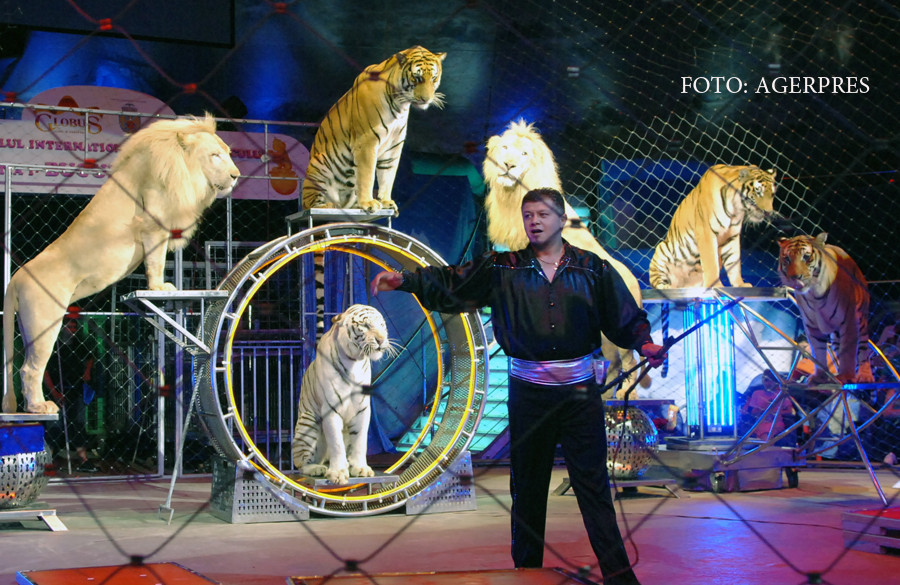 Circul Globus ar putea sa nu mai aiba niciun numar de dresura cu animale. Leii, "reprimati prin metode brutale"