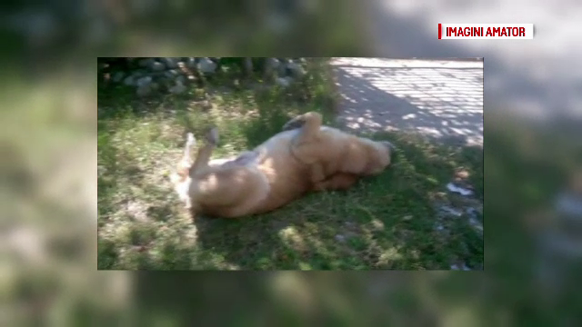 Un caine a cazut intr-un canion din Masivul Fagaras. Starea deplorabila in care l-au gasit echipele de salvamontisti