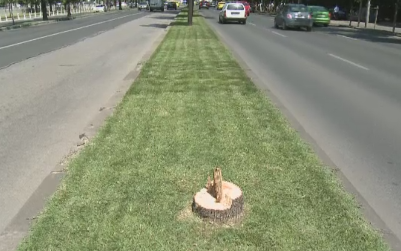 Decizia luata de Garda de Mediu dupa scandalul copacilor defrisati de pe bulevardul Kiseleff din Capitala