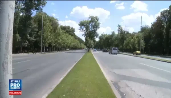 Decizia luata de Garda de Mediu dupa scandalul copacilor defrisati de pe bulevardul Kiseleff din Capitala