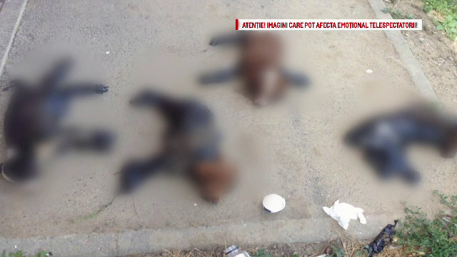 Patru catelusi din Iasi, aruncati in smoala si lasati sa se chinuie. Cum au fost gasiti de mai multi tineri