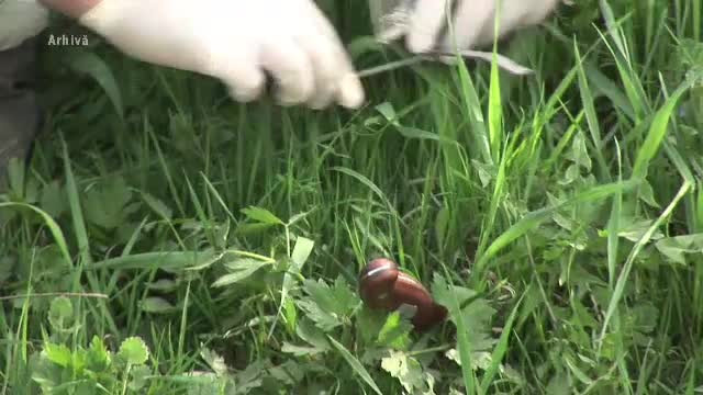 Batrana violata si injunghiata de un barbat bolnav psihic. Femeia este acum in stare grava