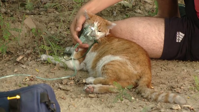 Pisica salvata de pompieri dintr-un apartament cuprins de flacari, in Timisoara. "Era in coma, i-am pus masca de oxigen"