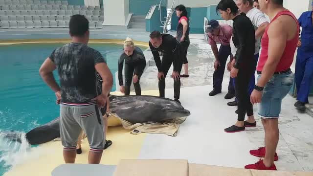 S-au temut ca vor refuza sa mai lucreze cu antrenorii. Momentul in care delfinii Nini si Cen Cen au fost mutati in noua casa