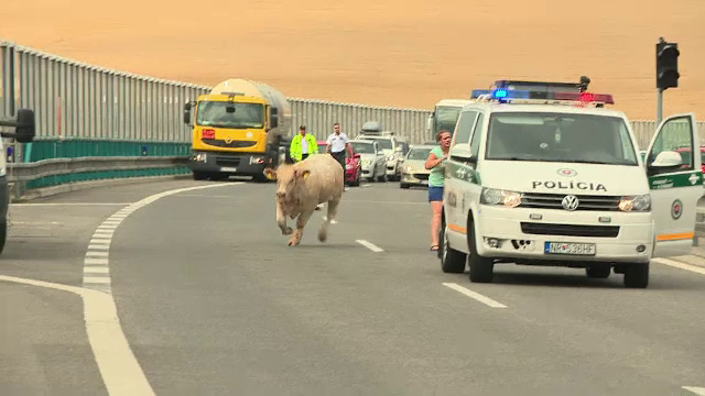 Aparitie bizara pe o autostrada din Slovacia. Cum a aparut taurul in mijlocul traficului