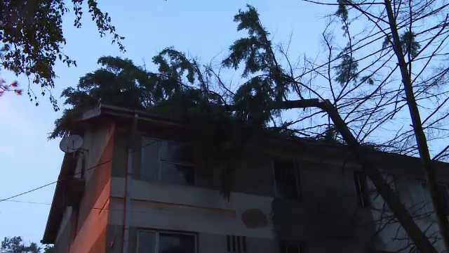 Brad doborat de furtuna peste un bloc din Drobeta Turnu Severin. Interventia dificila desfasurata de pompieri
