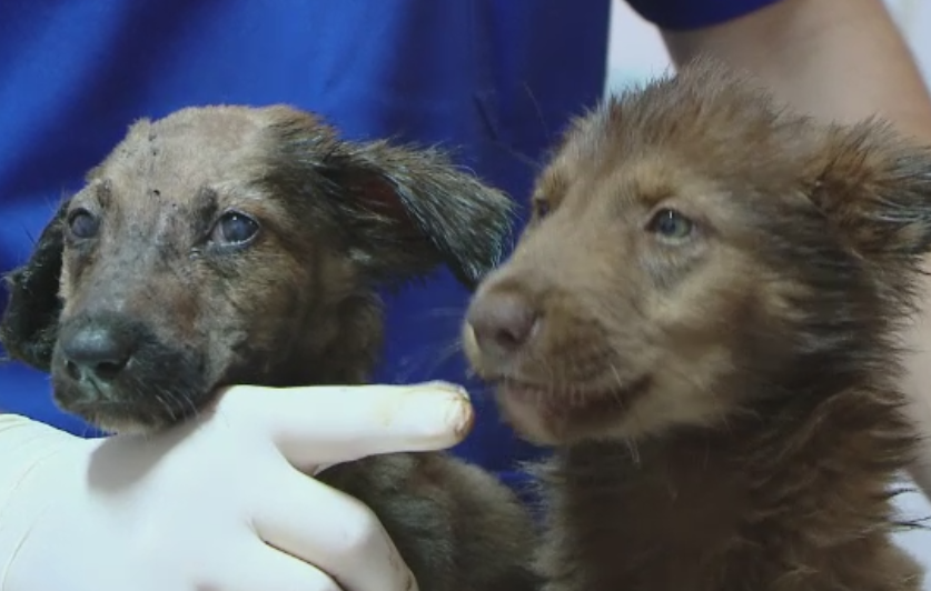 Cazul cateilor gasiti in smoala fierbinte, in Iasi, a ajuns in presa britanica. Cum au comentat cititorii cazul