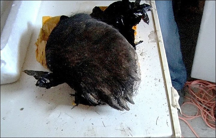 captura contrabandisti Rusia