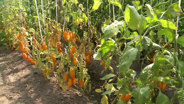 Reactia cercetatorilor din Buzau atunci cand au gustat "legumele viitorului": rosia-banana si rosia-ananas