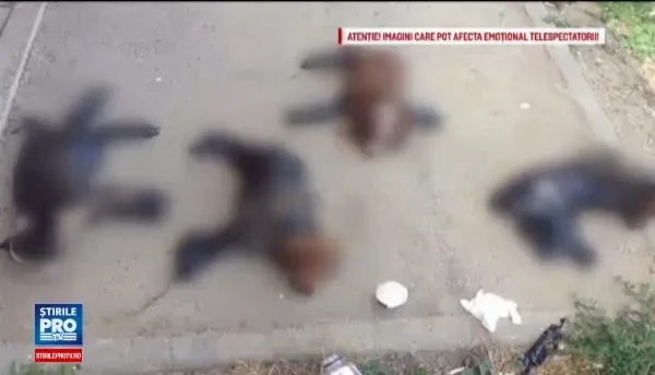 Cazul cateilor gasiti in smoala fierbinte, in Iasi, a ajuns in presa britanica. Cum au comentat cititorii cazul