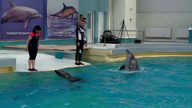 Noul Delfinariu din Constanta, redeschis vineri. Ce facilitati ofera investitia de 13 milioane de lei