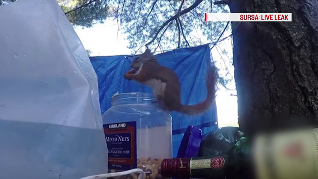 Veverita hoata, filmata in timp ce da atacul la proviziile unor tineri. A reusit sa desfaca borcanul cu nuci si alune