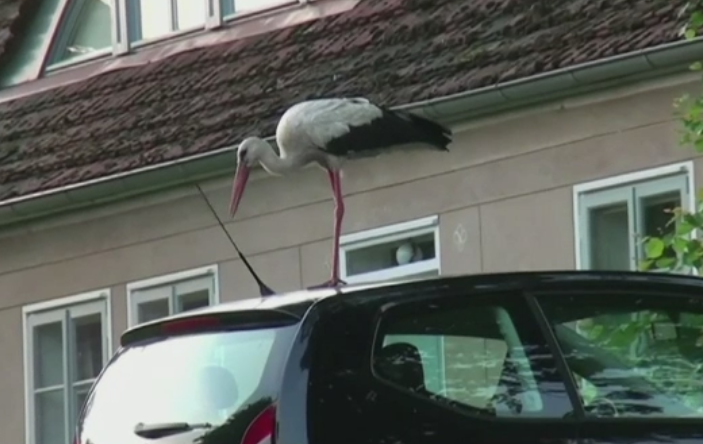 Barza Ronny, inamicul soferilor. Motivul pentru care zgarie caroseria si geamurile masinilor