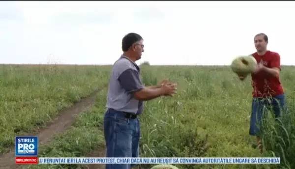 Pepenii romanesti ajung in pietele din Vestul Europei. Cu cat se vinde kilogramul la taraba