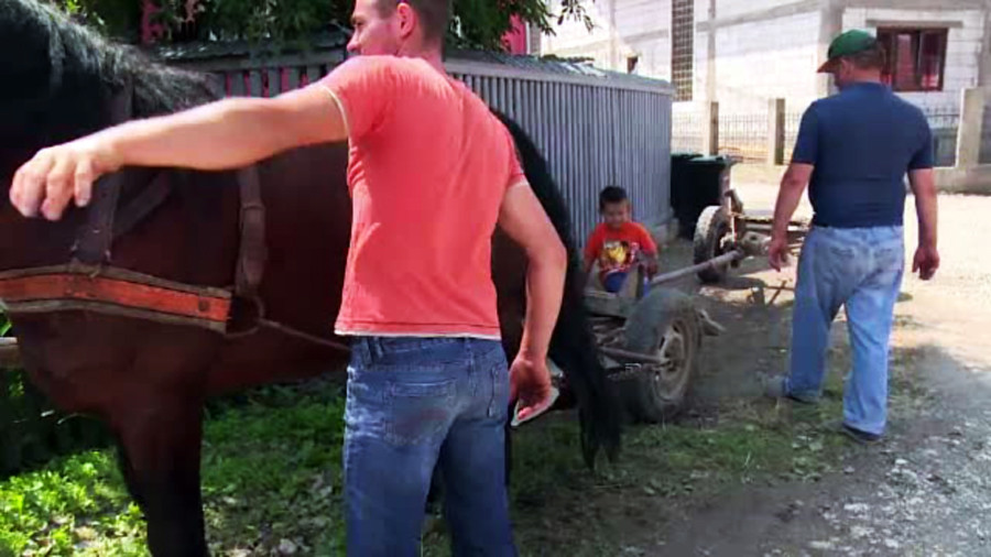 Un primar din Romania vrea sa le puna scutece cailor, ca sa aiba strazi curate. Reactia localnicilor: "E cam greu de aplicat"