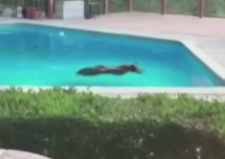 Un urs a patruns in curtea unei familii din California si a facut o baie in piscina. Ce au facut proprietarii casei