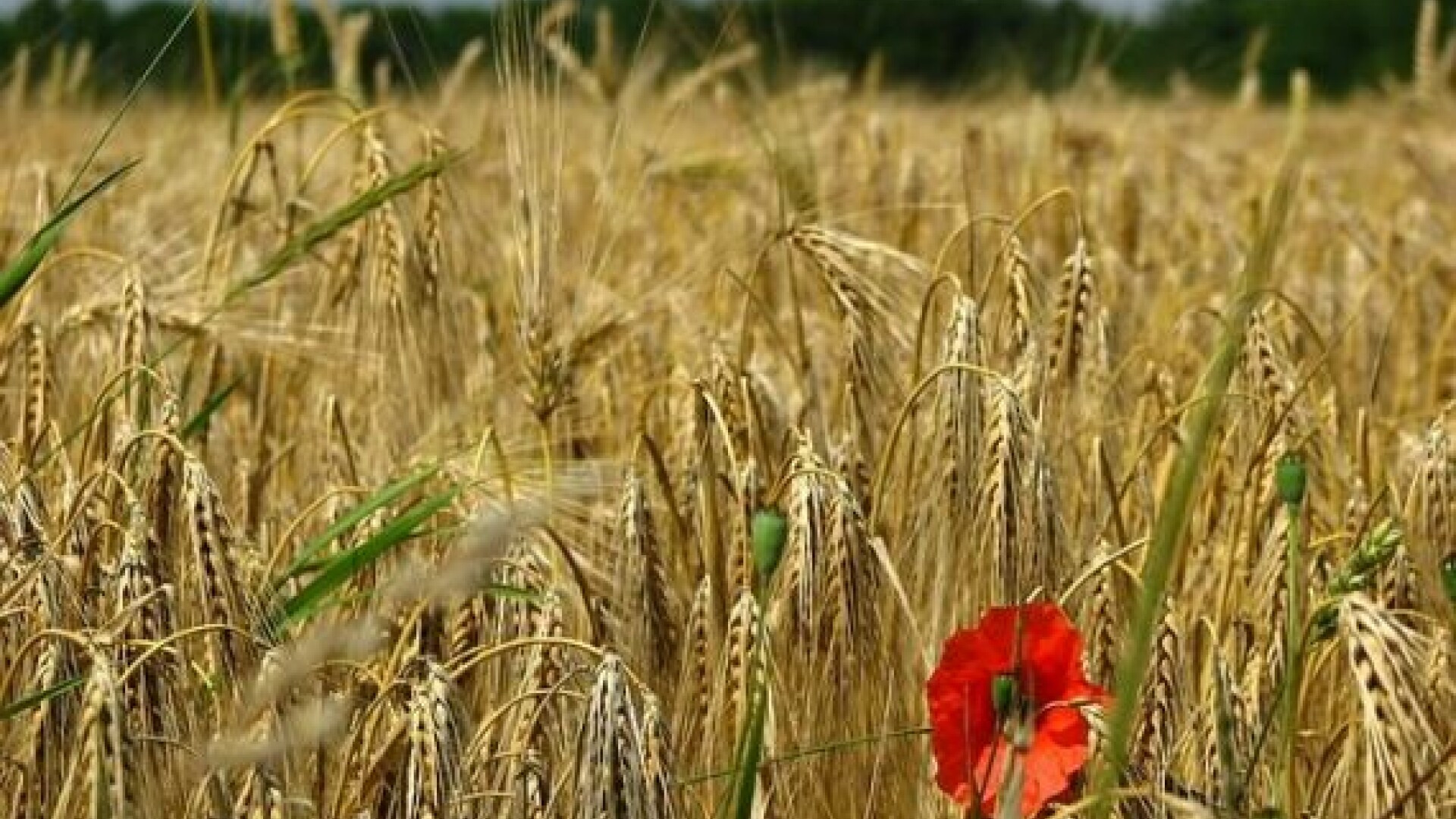 Cum a ajuns Romania sa vanda grau celui mai mare producator de cereale din UE. ”Este foarte neobisnuit sa vedem asta”