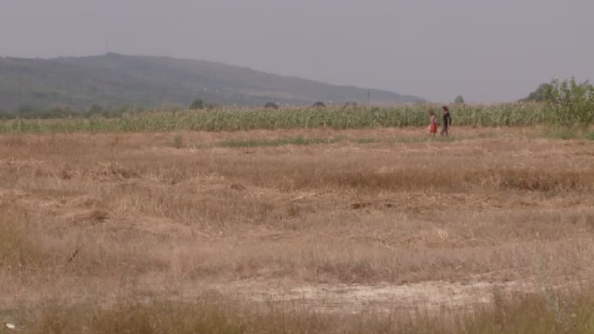 Seceta puternica in sud-estul tarii. Culturile s-au uscat pe camp, iar fermierii spera sa scoata 40% din recolta