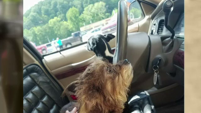 Masina izbita in zidul unui magazin de cainii lasati de proprietara in interior. Cum s-a petrecut accidentul