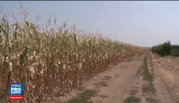 Seceta puternica in sud-estul tarii. Culturile s-au uscat pe camp, iar fermierii spera sa scoata 40% din recolta