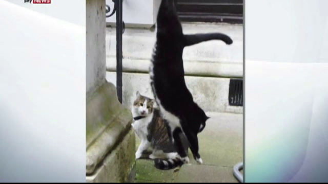 "Tensiuni" intre motanii guvernului britanic. Ce decizie a luat o asociatie pentru siguranta lui Larry si Palmerston