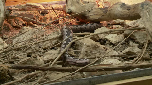 Ce trebuie sa faci daca te musca o vipera. Avertismentul lansat de autoritatile din Caras-Severin