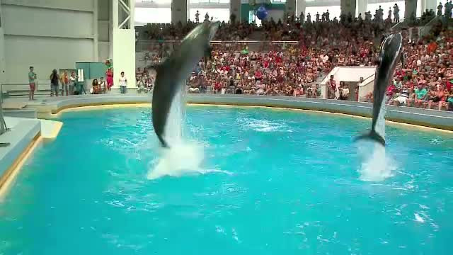 Numar record de vizitatori la Delfinariul din Constanta. Au fost peste 6.000 de turisti prezenti la spectacole